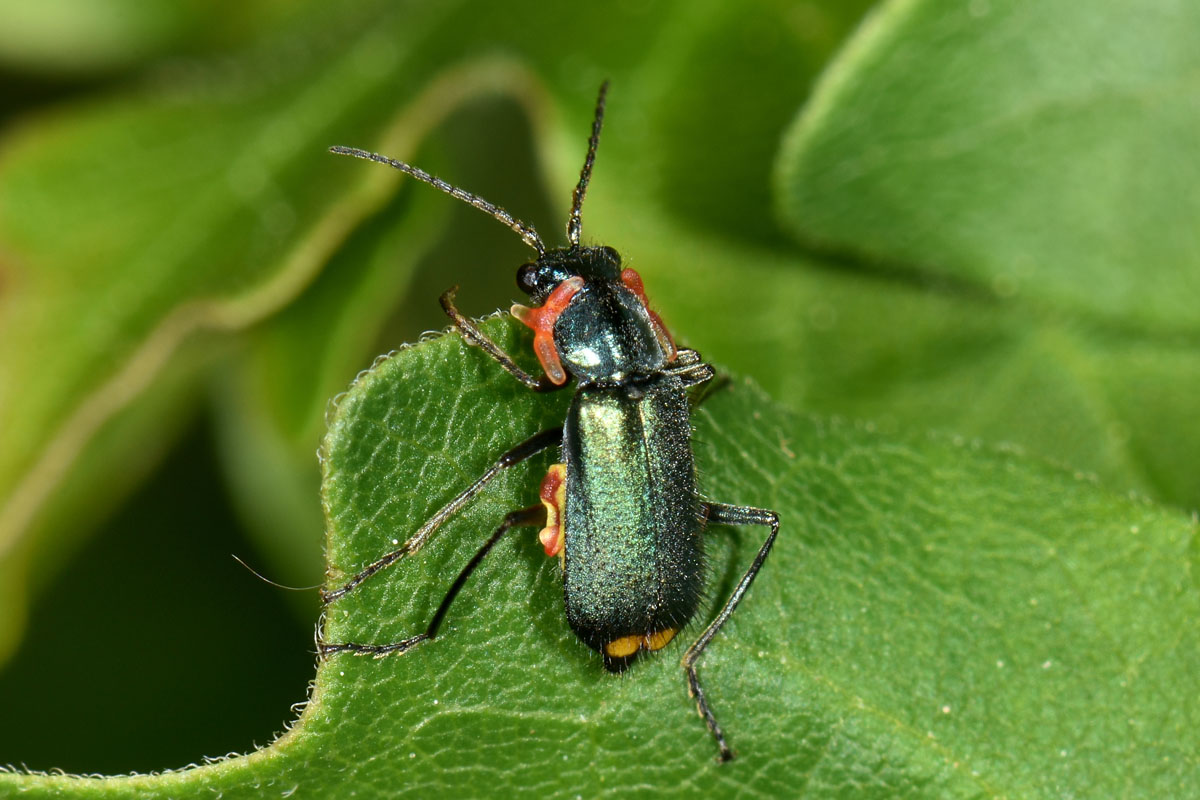 Malachiidae: Clanoptilus elegans?  con 